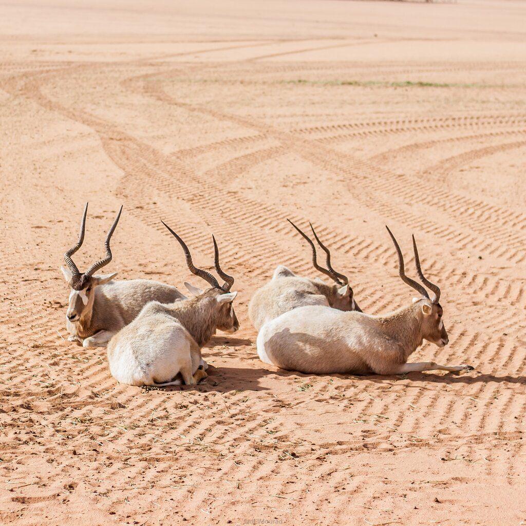 Le Maghreb, terrain de chasse des princes du Golf : ont-ils le droit illustration