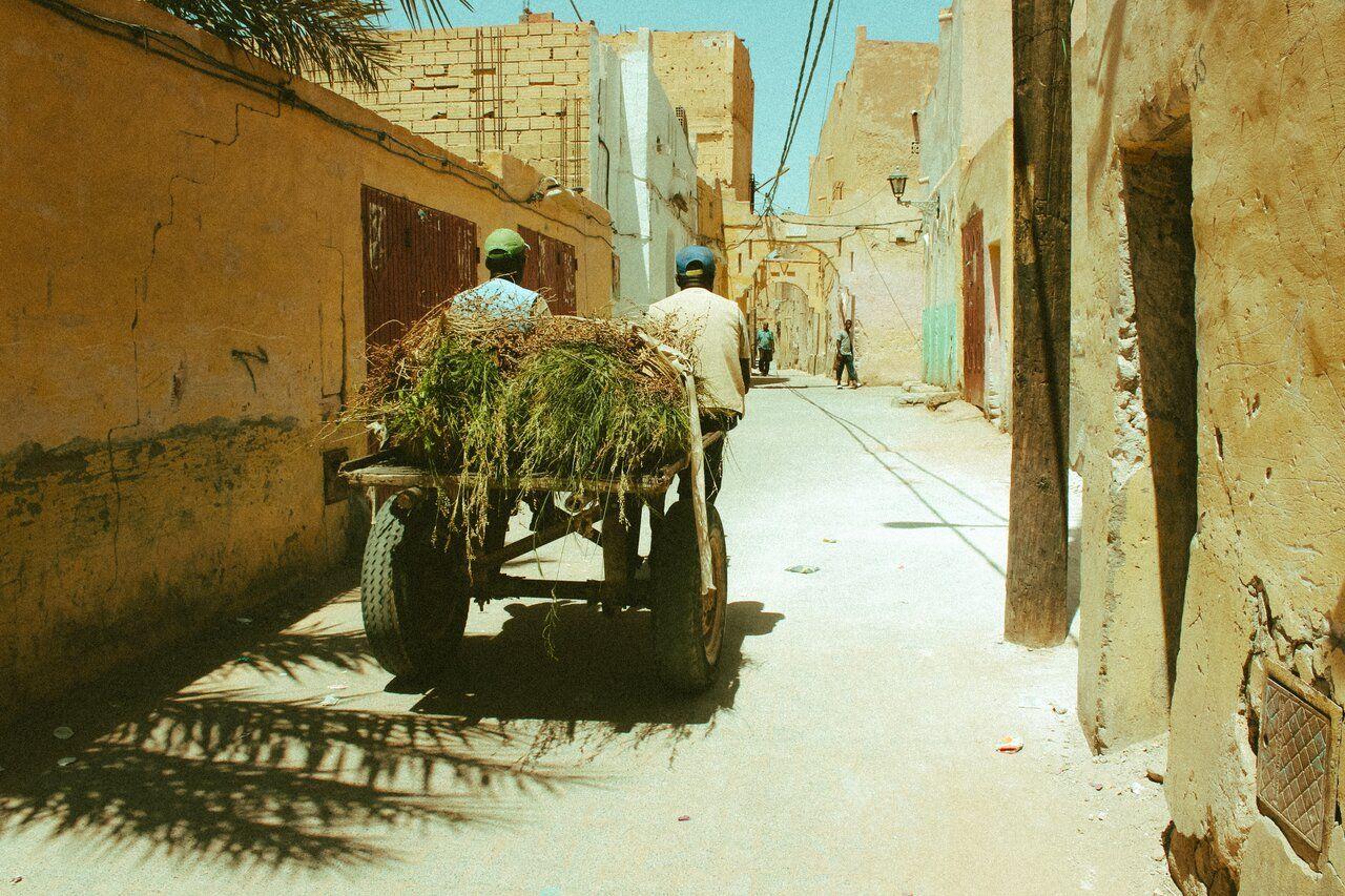 Les immunités illustration