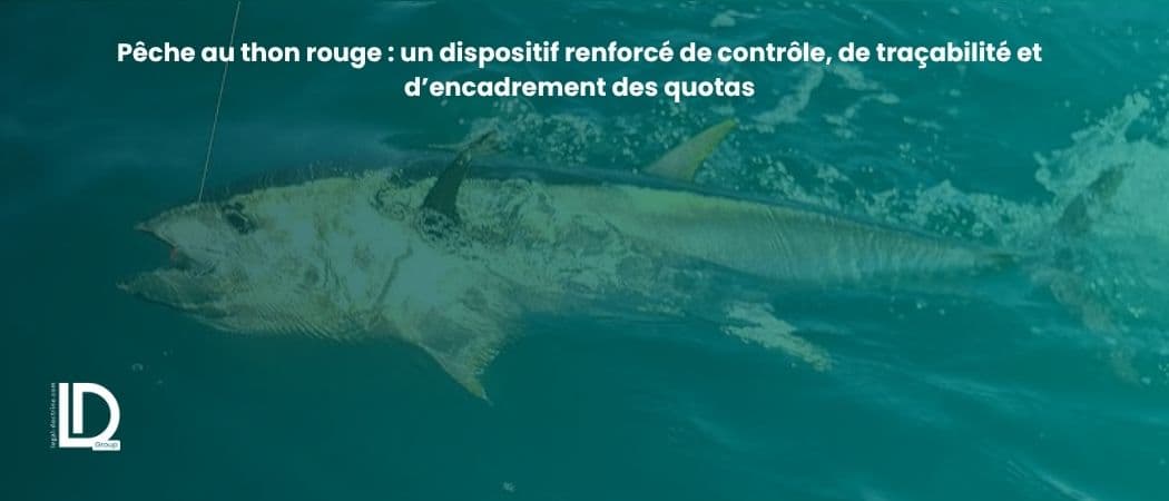 Pêche au thon rouge : un dispositif renforcé de contrôle, de traçabilité et d’encadrement des quotas illustration